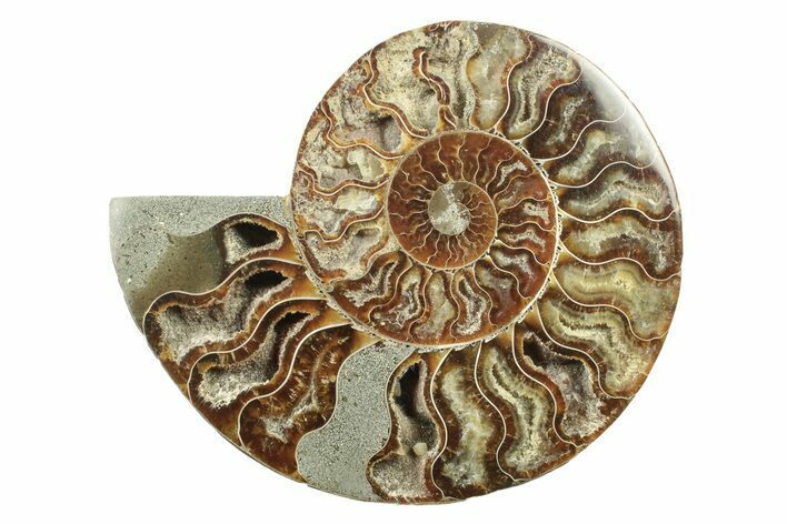 Cut & Polished Ammonite Fossil (Half) - Madagascar #241001